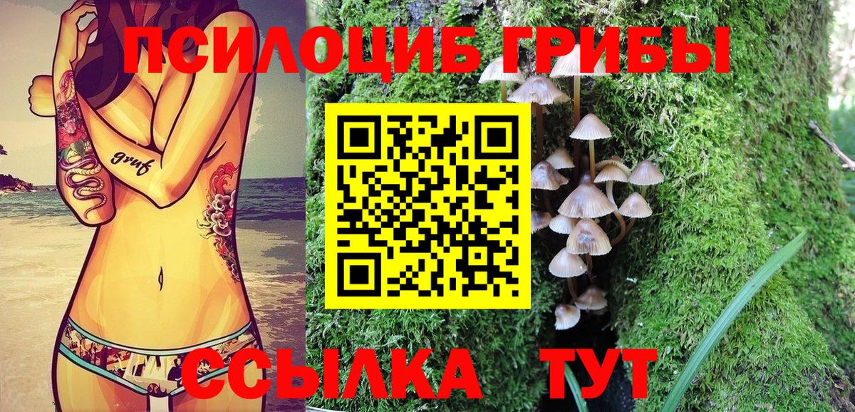 Курчатов  Псилоцибиновые грибы Cubensis  Вход с VPN 